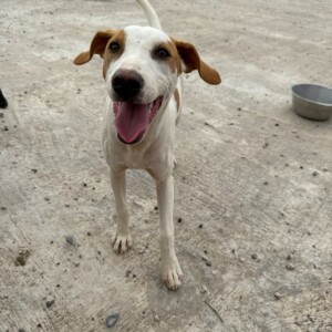 Pepper