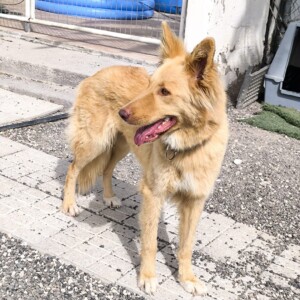 Iraya