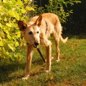 Lizzie