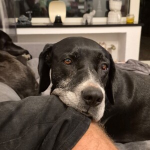 Jacomo
